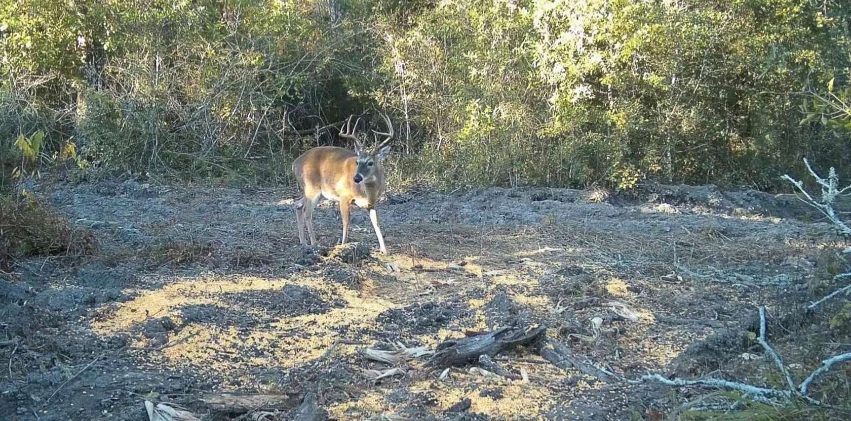 67.6 Acres of Recreational Land for Sale in Brinson, Georgia