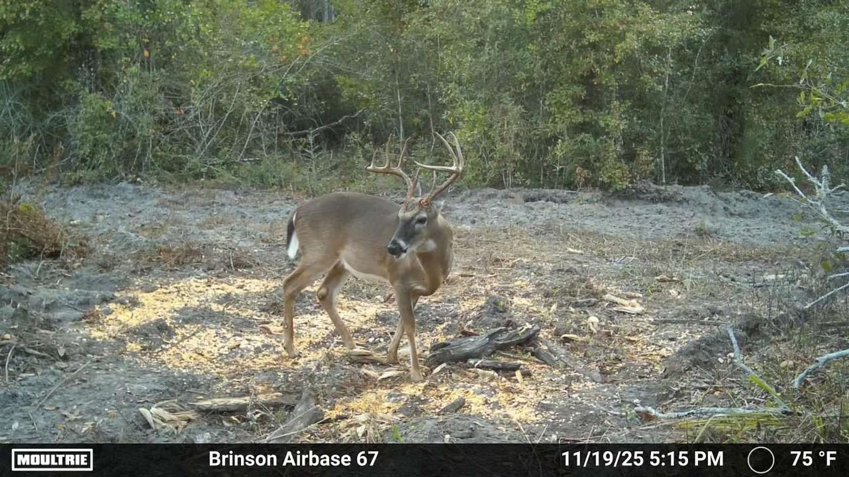 67.6 Acres of Recreational Land for Sale in Brinson, Georgia