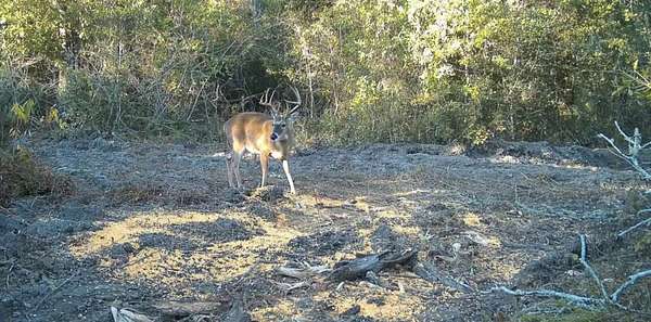 67.6 Acres of Recreational Land for Sale in Brinson, Georgia