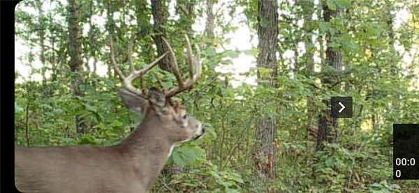 153 Acres of Land for Sale in St. Croix Falls, Wisconsin