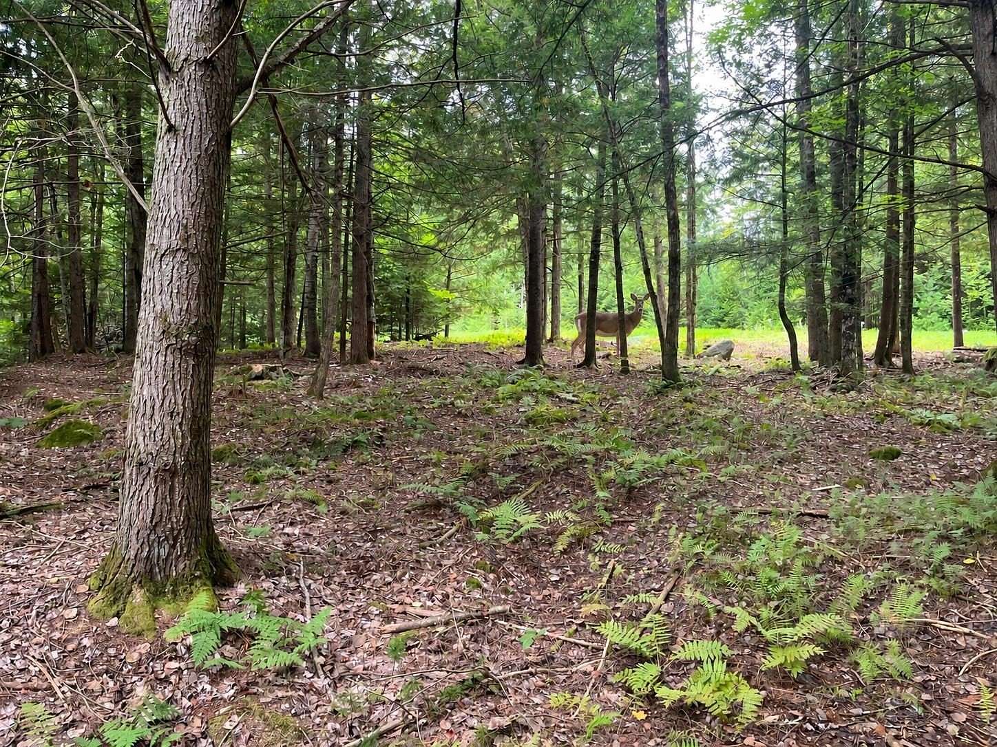 5.1 Acres of Residential Land for Sale in Middlesex, Vermont