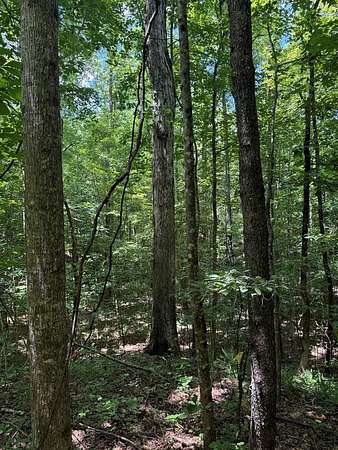 81 Acres of Recreational Land for Sale in Louisville, Mississippi