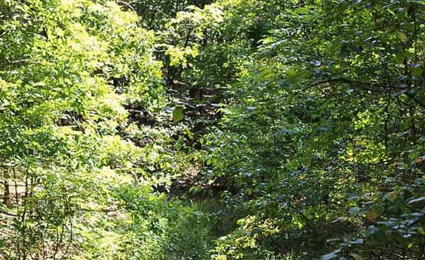 0.12 Acres of Residential Land for Sale in Williford, Arkansas