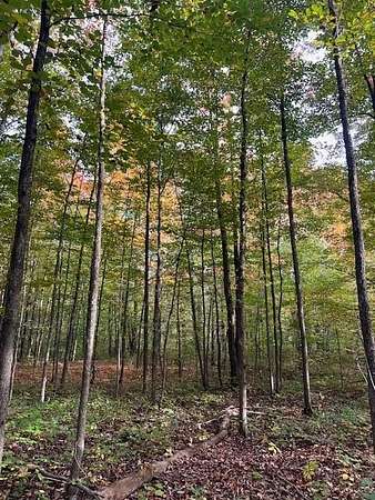 10 Acres of Recreational Land for Sale in Mancelona, Michigan