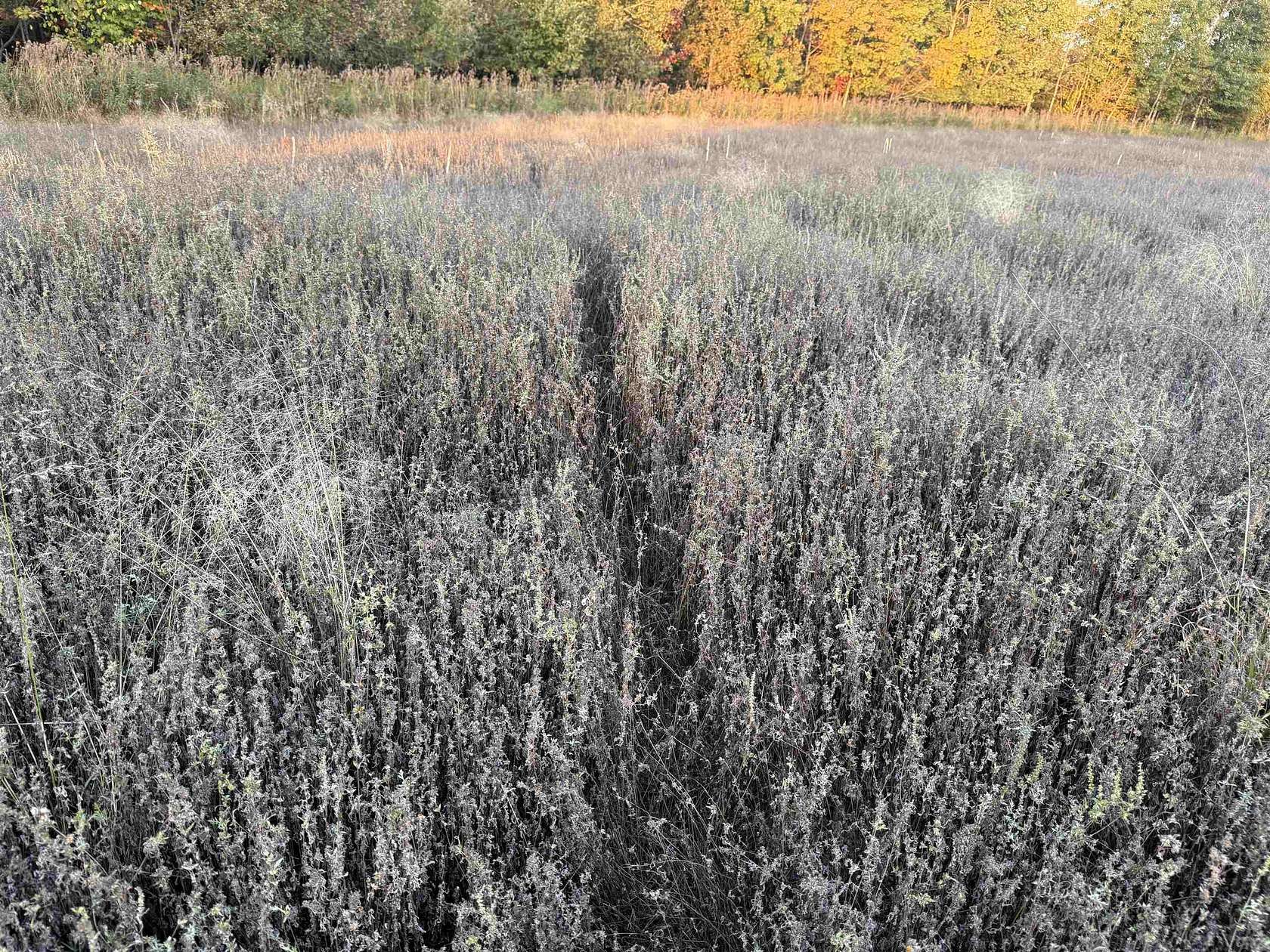 10 Acres of Recreational & Residential Land for Sale in Aniwa, Wisconsin