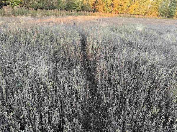 10 Acres of Recreational & Residential Land for Sale in Aniwa, Wisconsin