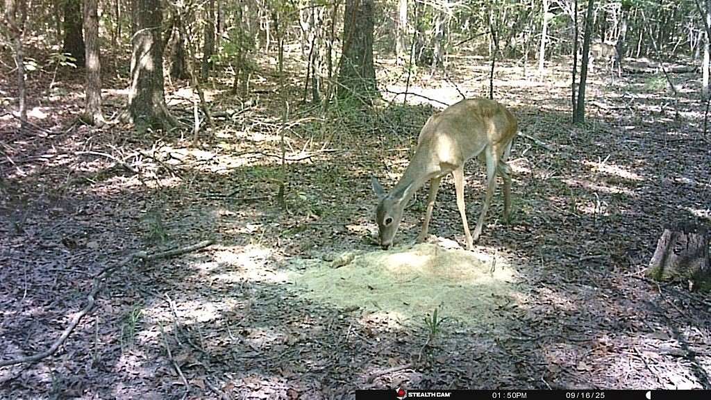 70 Acres of Recreational Land for Sale in De Kalb, Texas