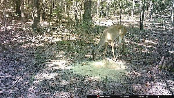 70 Acres of Recreational Land for Sale in De Kalb, Texas