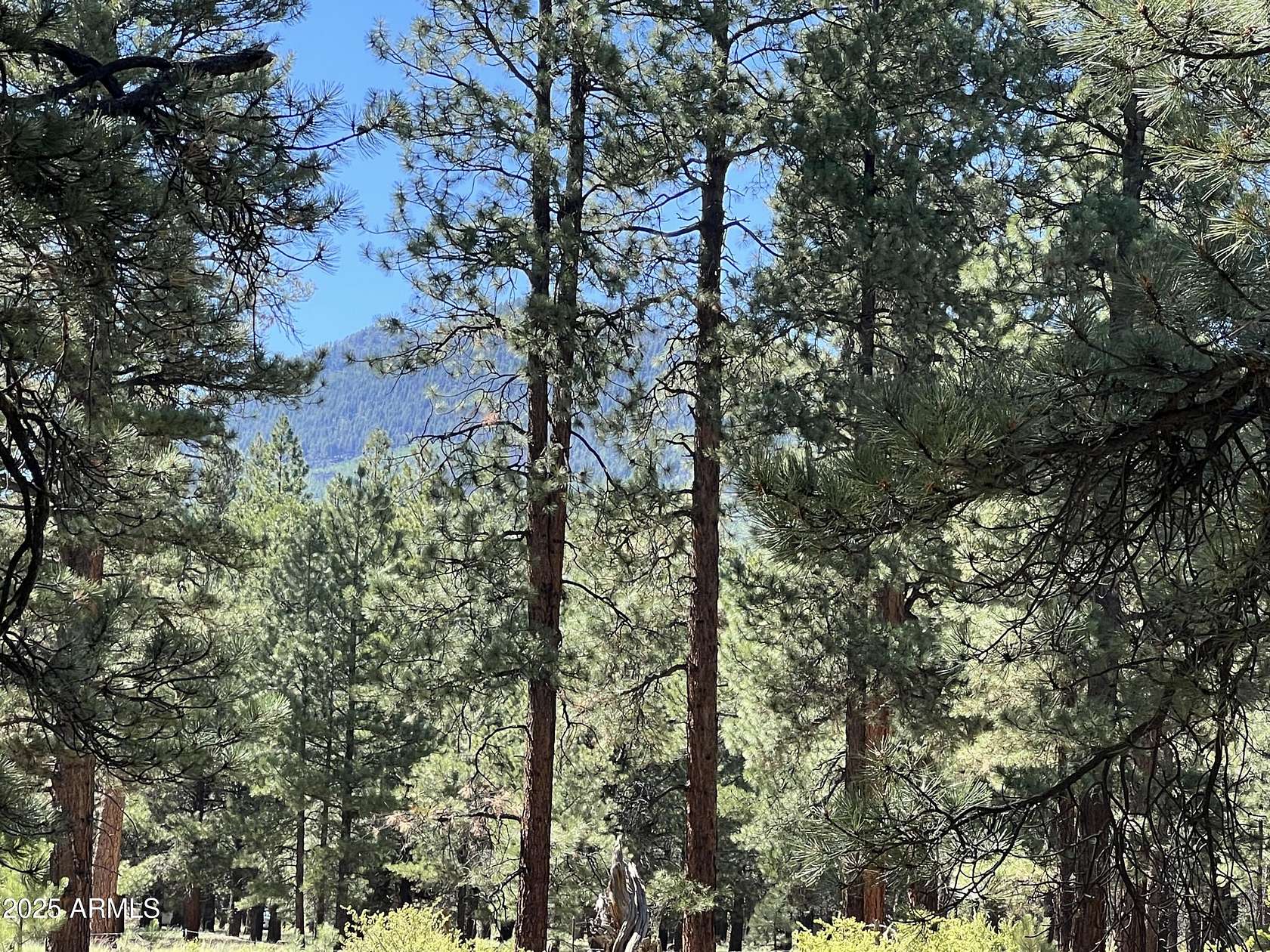 10 Acres of Recreational & Residential Land for Sale in Flagstaff, Arizona