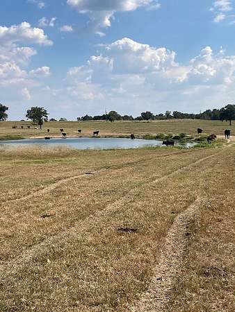 97.6 Acres of Agricultural Land for Sale in Somerville, Texas