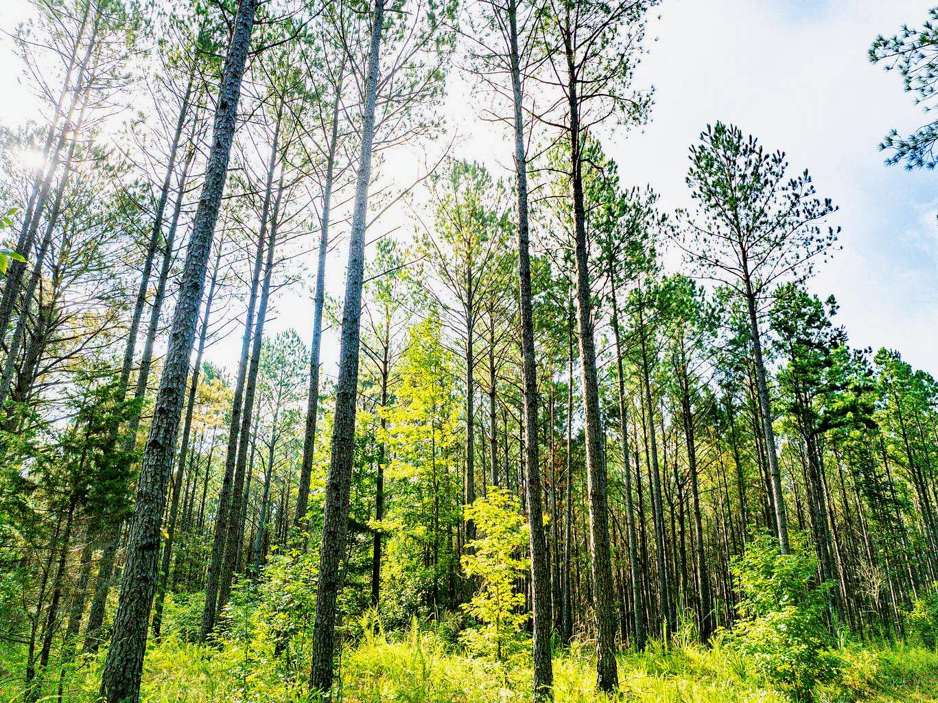 701 Acres of Land for Sale in Booneville, Mississippi