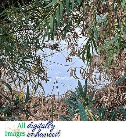 1.22 Acres of Residential Land for Sale in Clearlake Oaks, California