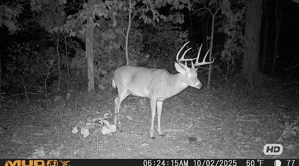 77 Acres of Recreational Land & Farm for Sale in Camdenton, Missouri