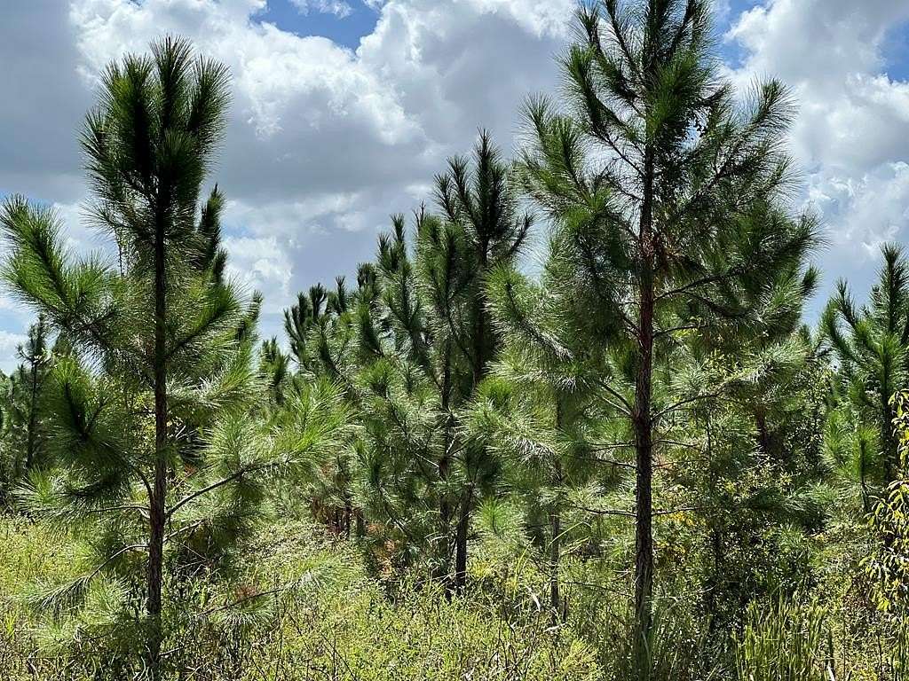 5 Acres of Residential Land for Sale in Bell, Florida