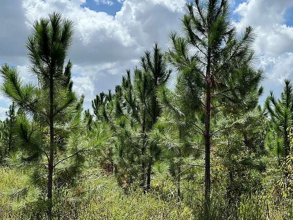 5 Acres of Residential Land for Sale in Bell, Florida