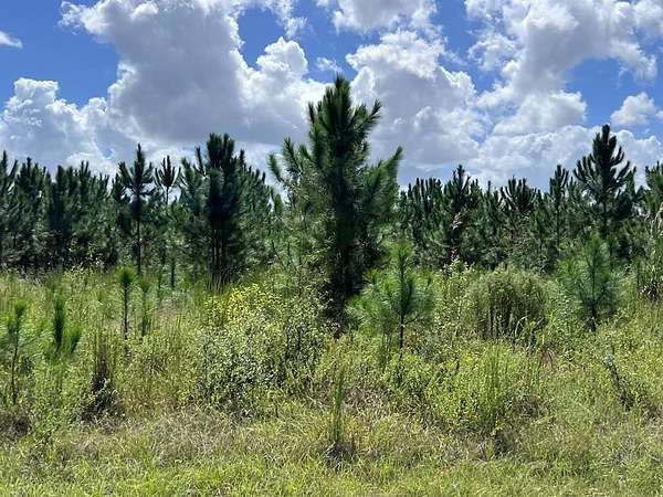 5 Acres of Residential Land for Sale in Bell, Florida