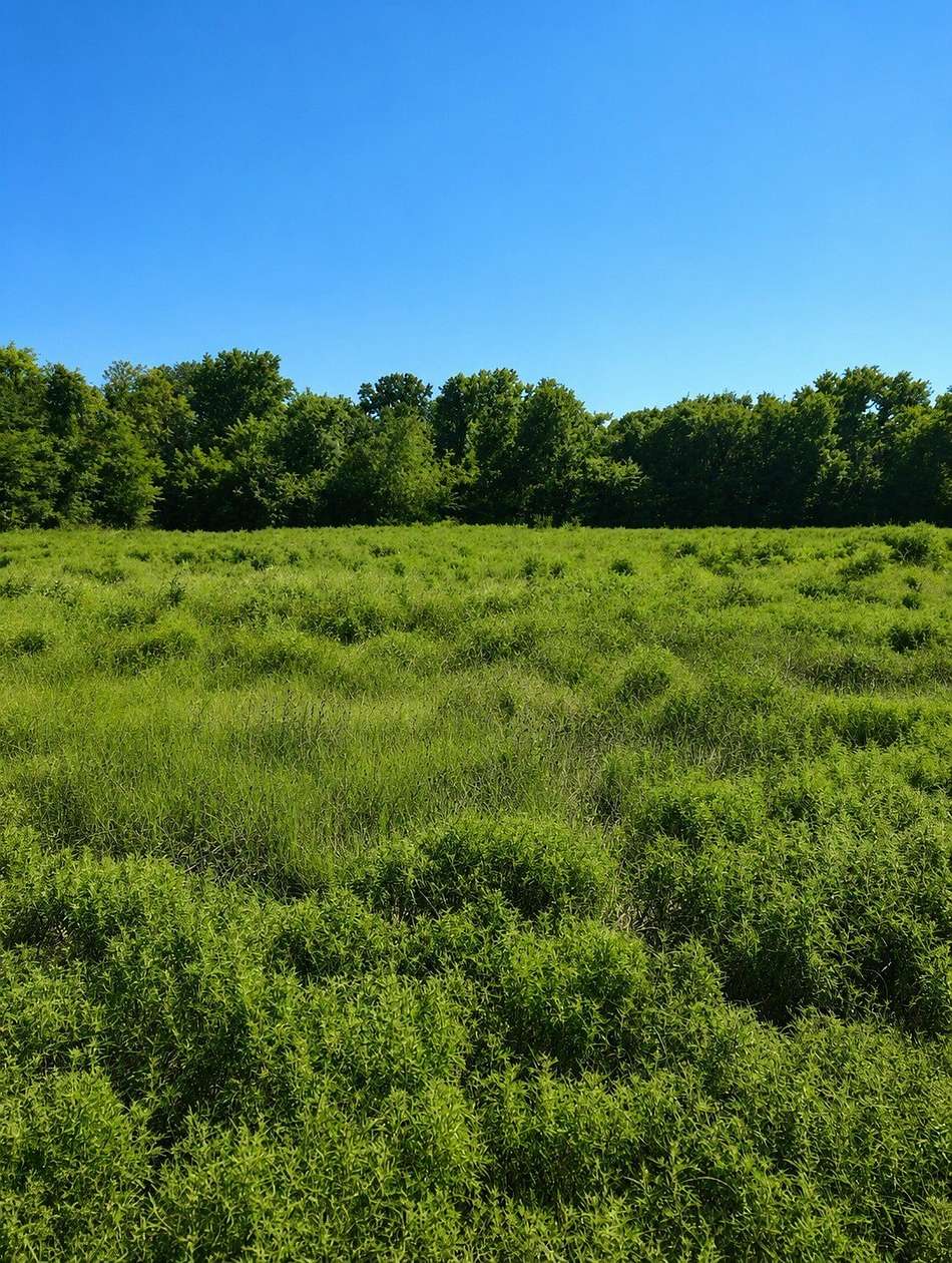 10.4 Acres of Land for Sale in Sulphur Springs, Texas