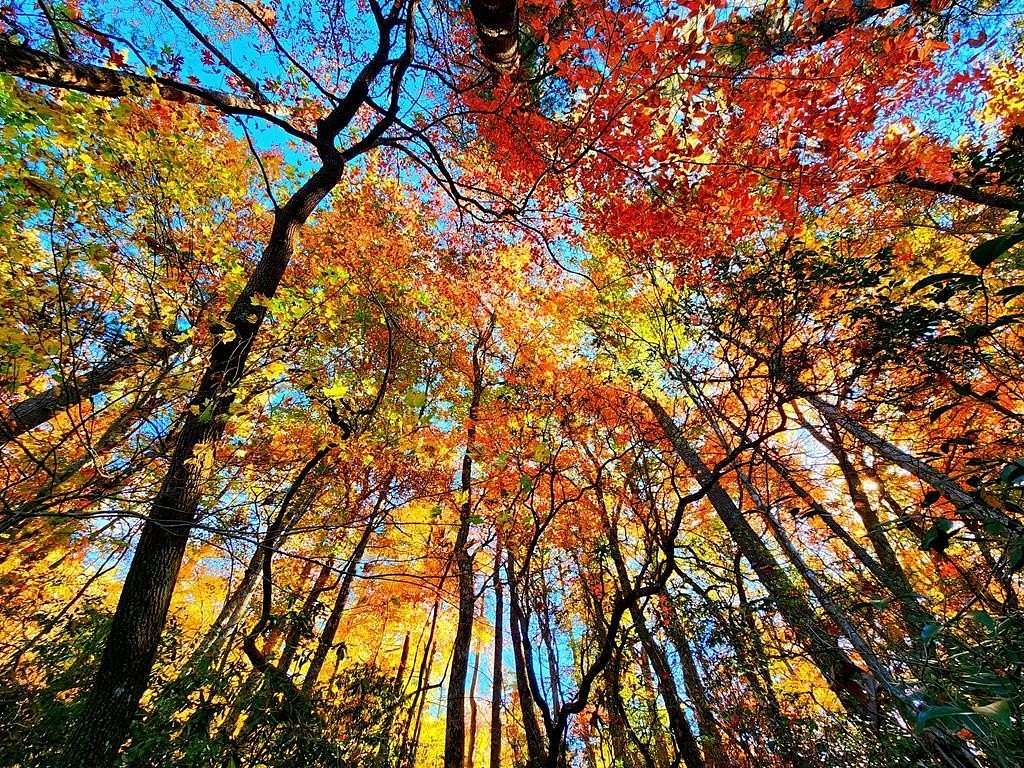 5.47 Acres of Land for Sale in Blairsville, Georgia