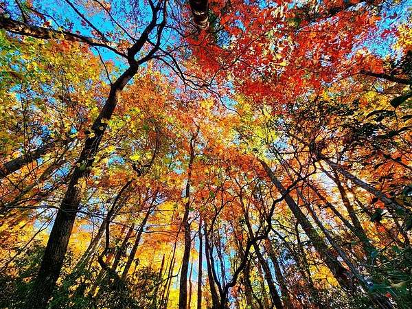 5.47 Acres of Land for Sale in Blairsville, Georgia