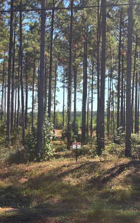 1 Acre of Residential Land for Sale in Florien, Louisiana