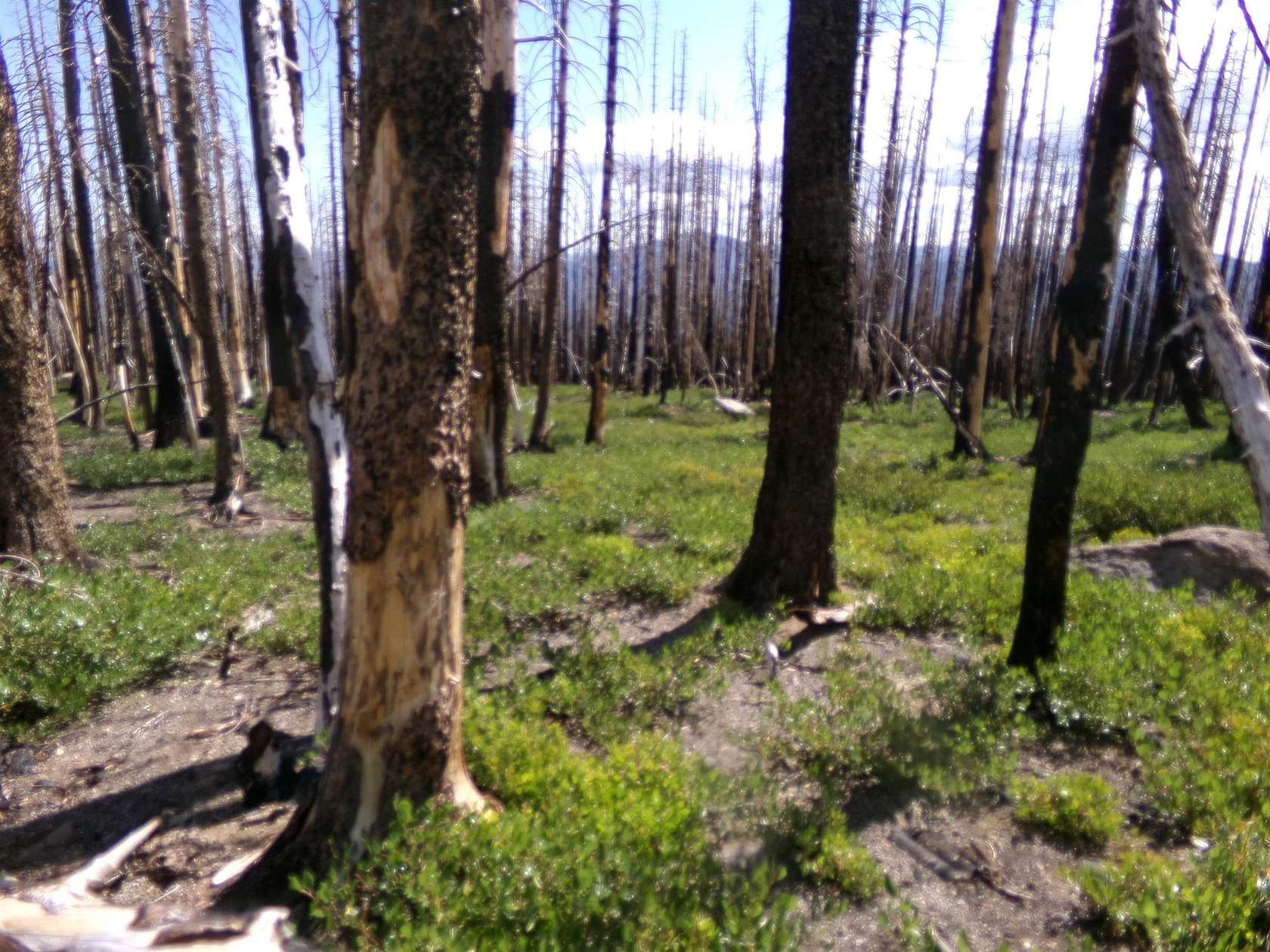 40 Acres of Recreational Land for Sale in Weed, California