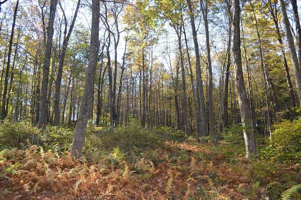 3.9 Acres of Residential Land for Sale in Woodstock, Connecticut