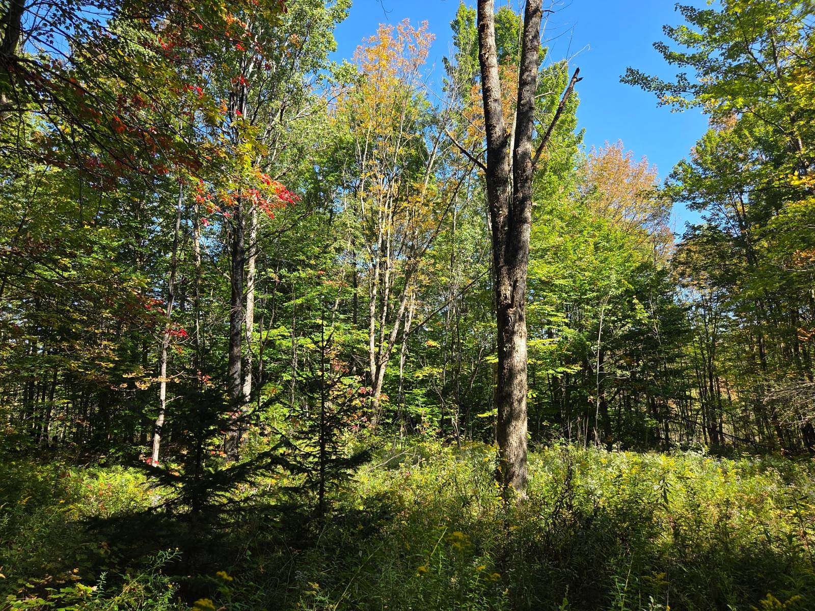 20 Acres of Recreational Land for Sale in Steuben, New York