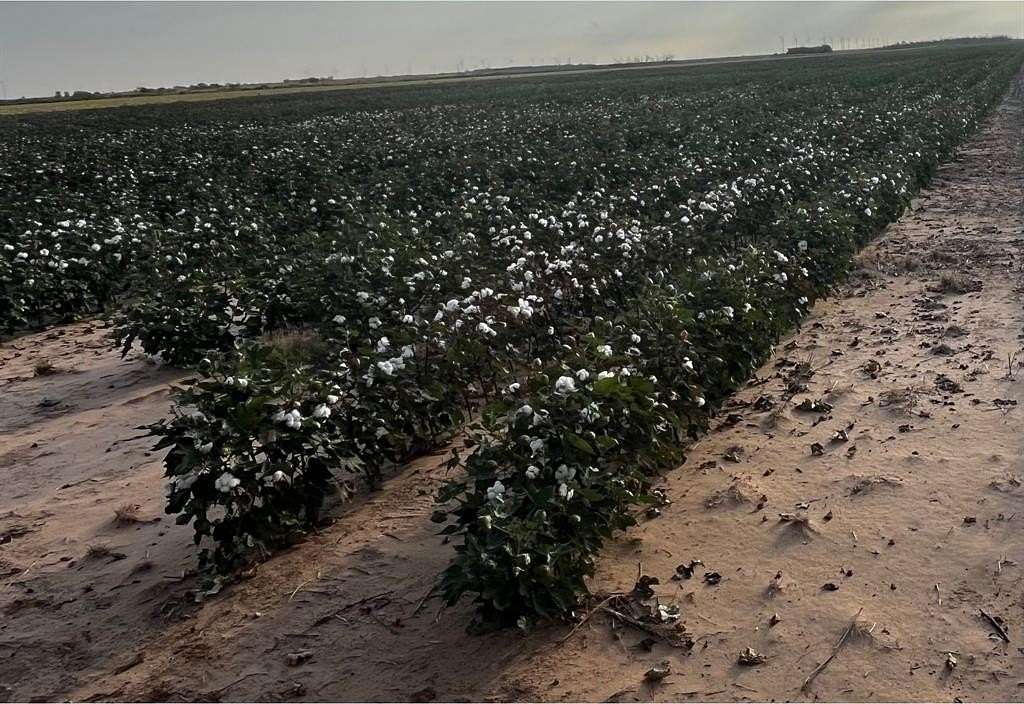 339 Acres of Agricultural Land for Sale in Weinert, Texas