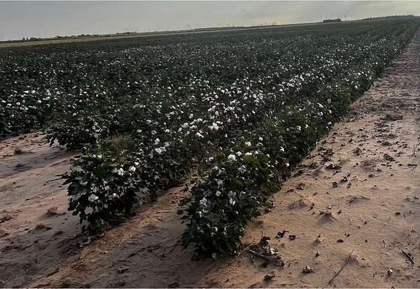 339 Acres of Agricultural Land for Sale in Weinert, Texas