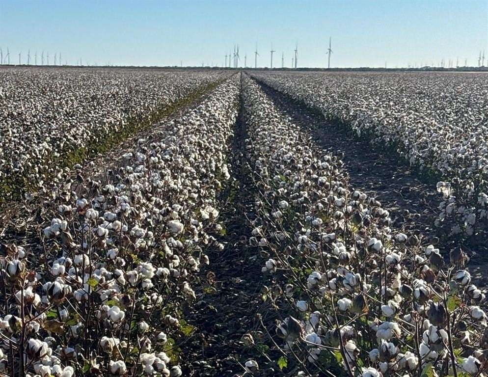 265 Acres of Agricultural Land for Sale in Weinert, Texas