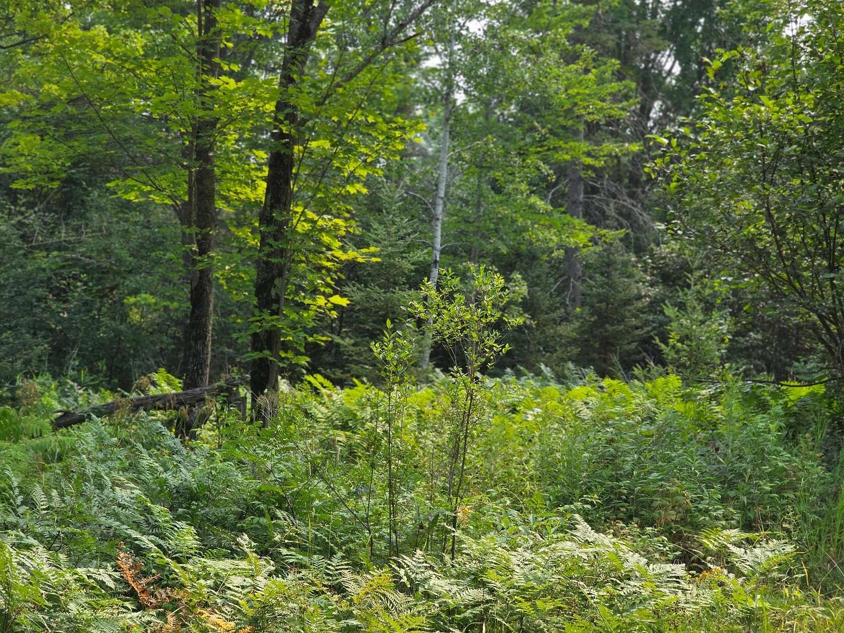 26.8 Acres of Recreational Land for Sale in Bruce Crossing, Michigan