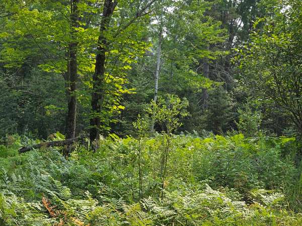 26.8 Acres of Recreational Land for Sale in Bruce Crossing, Michigan