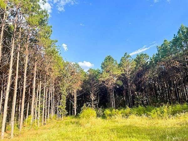 104 Acres of Recreational Land for Sale in Livingston, Texas