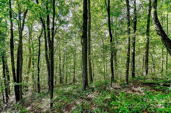 57 Acres of Recreational Land for Sale in Black Mountain, North Carolina