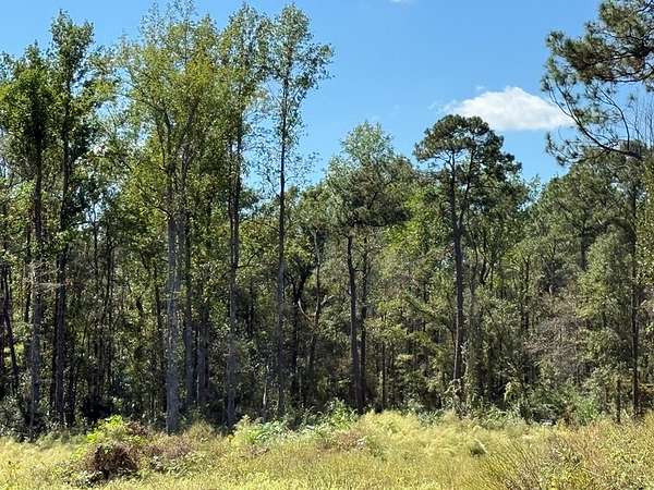 67.5 Acres of Land for Sale in Nashville, Georgia