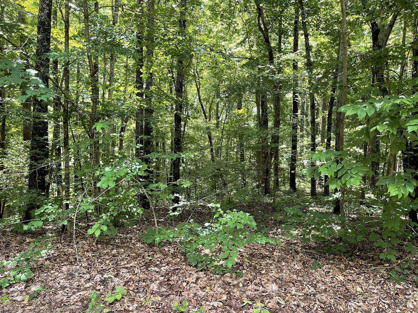 84.5 Acres of Recreational Land for Sale in McMinnville, Tennessee