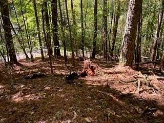 1 Acre of Residential Land for Sale in Ellijay, Georgia