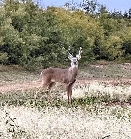 22.1 Acres of Recreational Land & Farm for Sale in Abilene, Texas