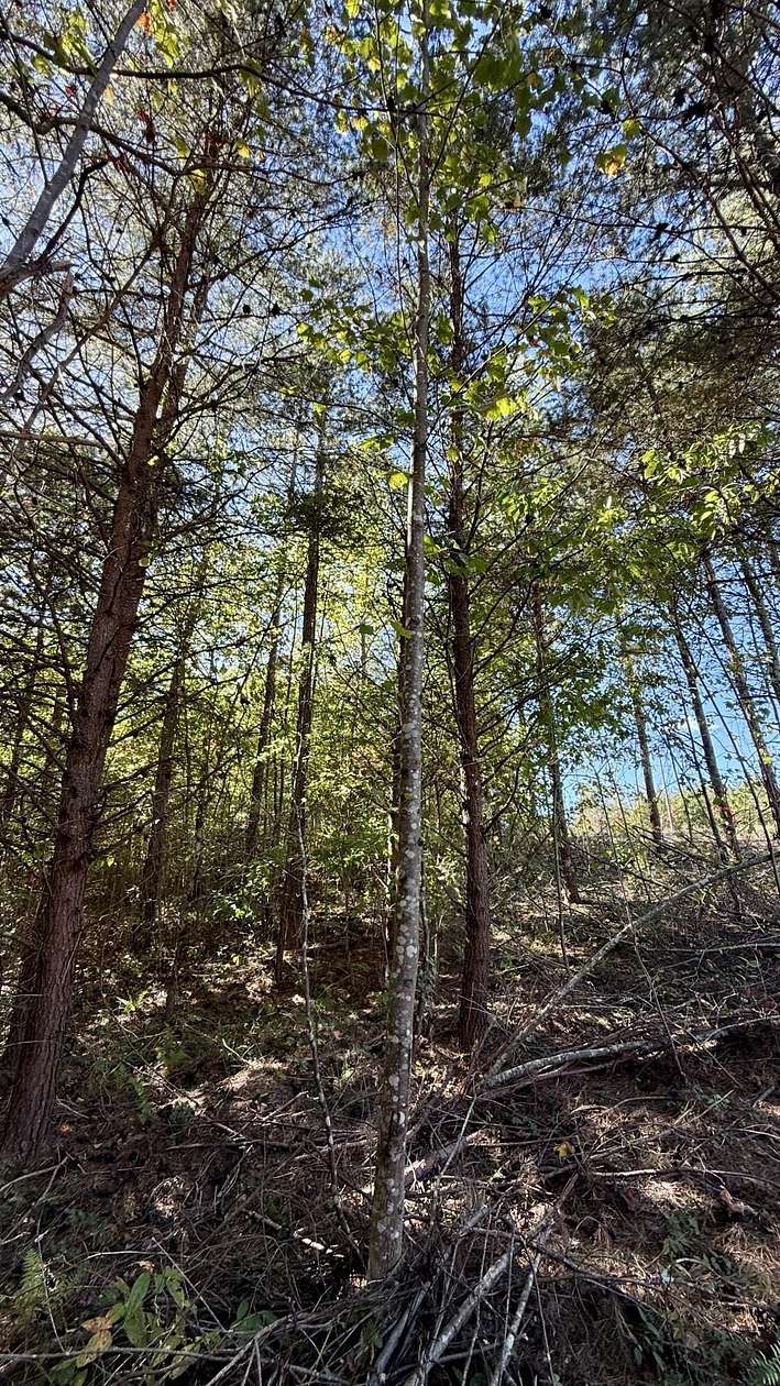 2.7 Acres of Residential Land for Sale in Palmer, Tennessee