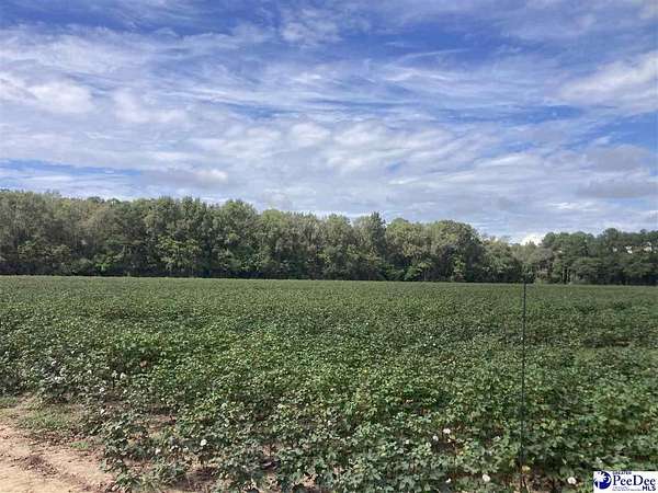 50 Acres of Agricultural Land for Sale in Dillon, South Carolina