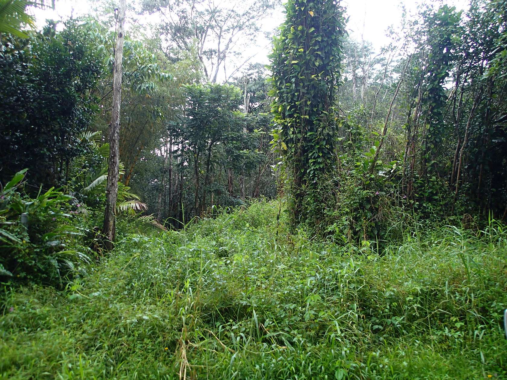 0.21 Acres of Residential Land for Sale in Pahoa, Hawaii