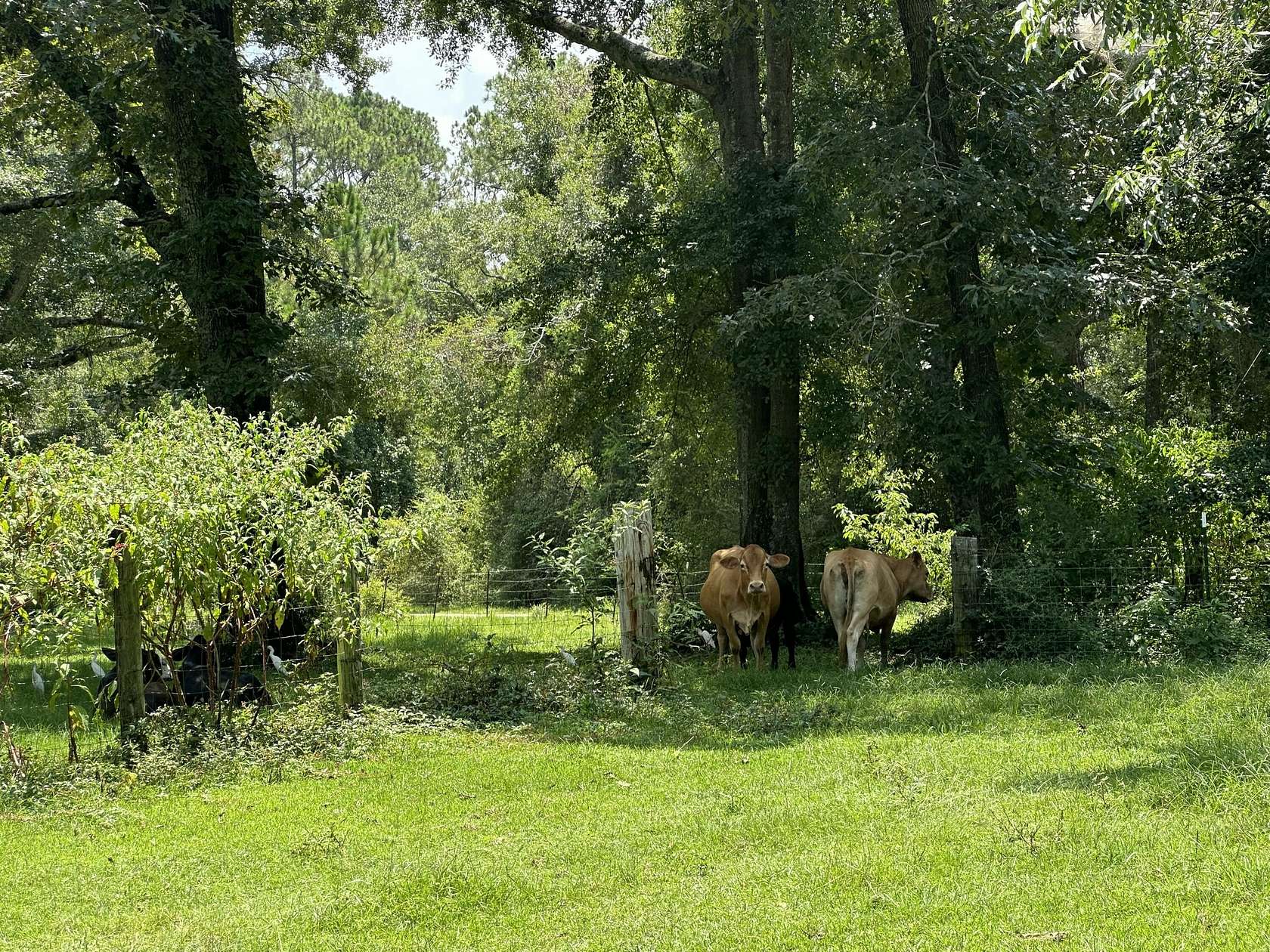 8 Acres of Residential Land for Sale in Milton, Florida