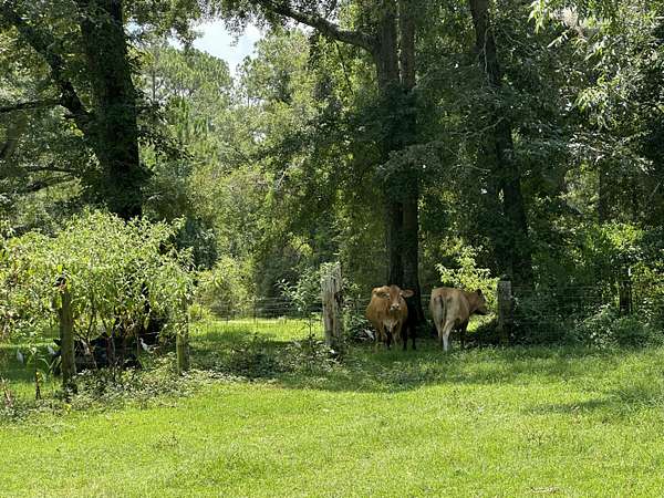 8 Acres of Residential Land for Sale in Milton, Florida