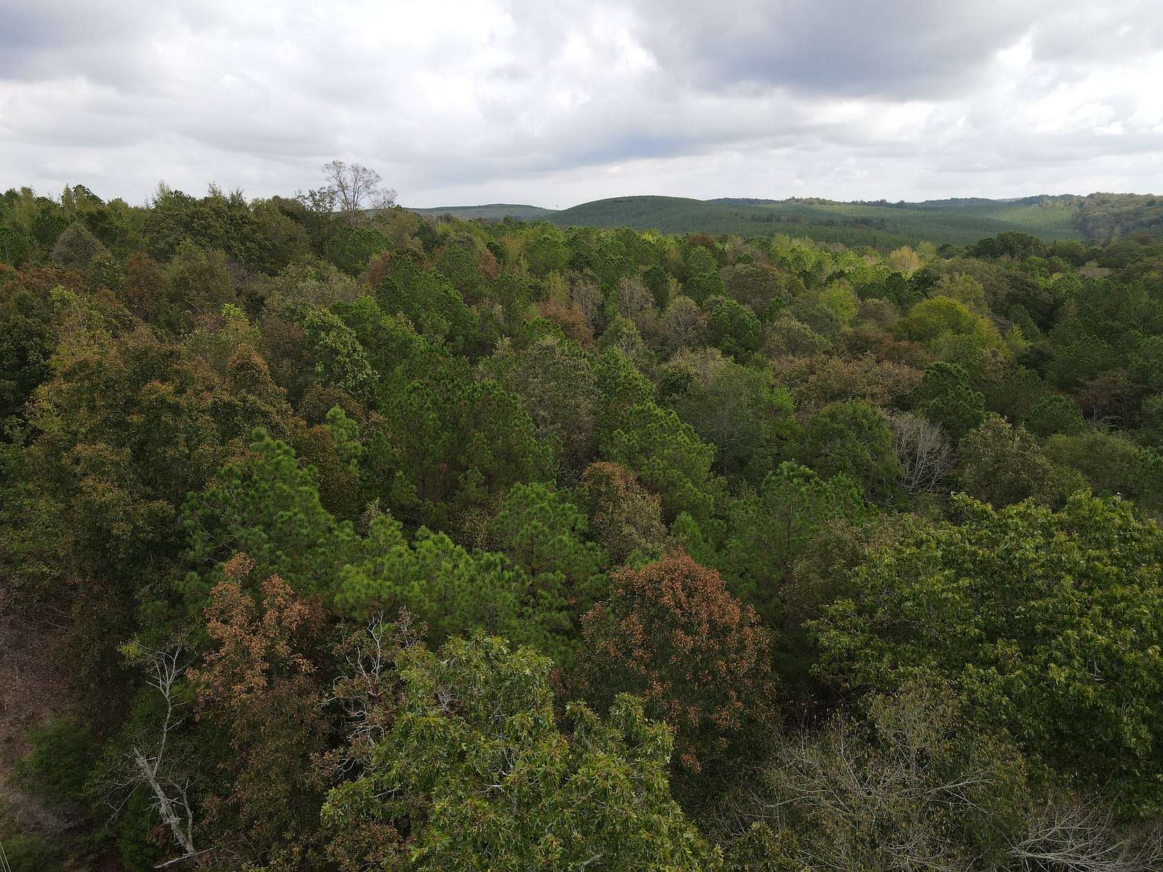 11 Acres of Agricultural Land for Sale in Lincoln, Alabama