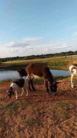 21 Acres of Land with Home for Sale in Hawley, Texas