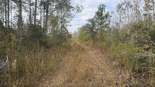 40 Acres of Recreational Land & Farm for Sale in Perry, Florida