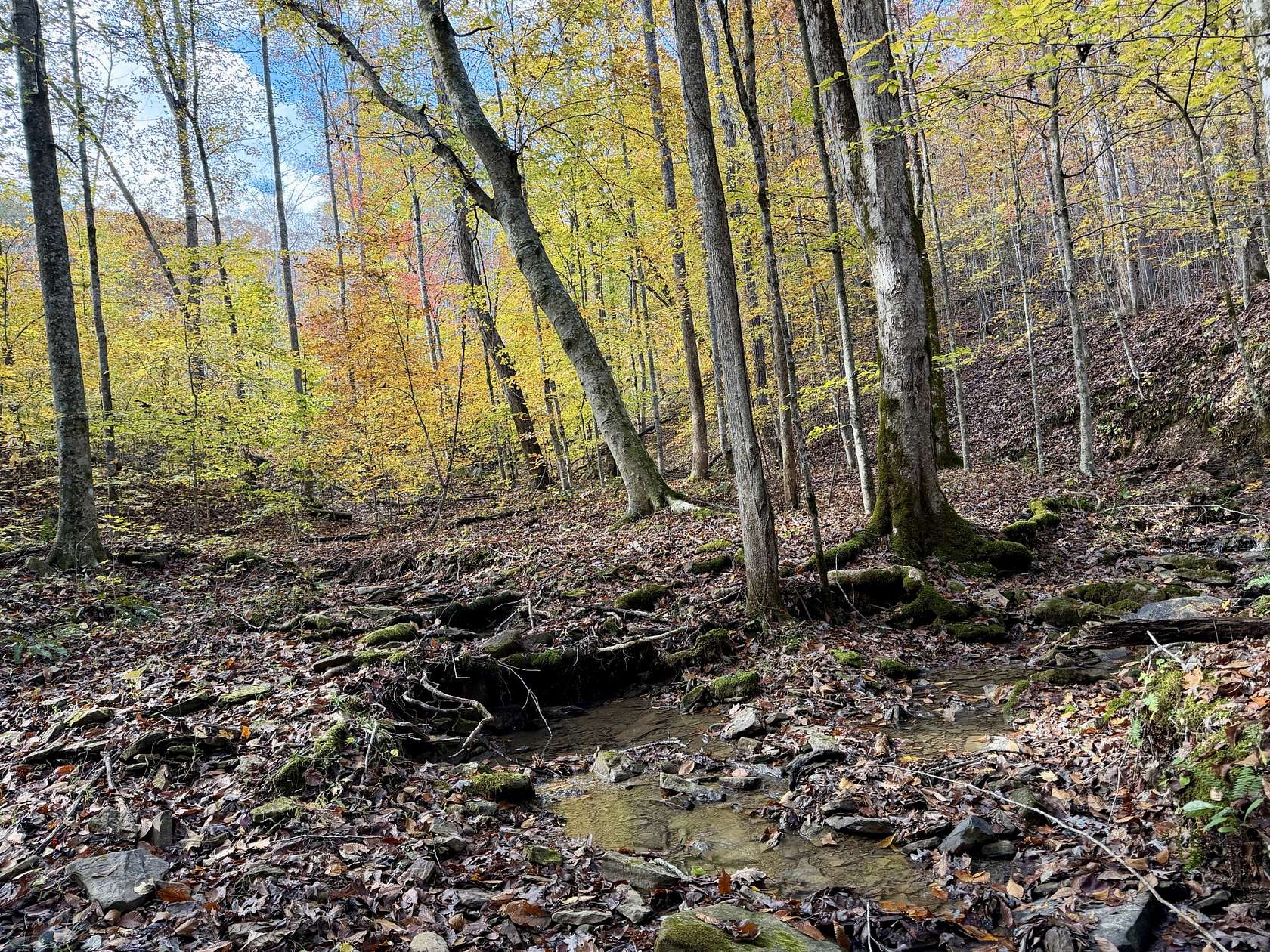 47 Acres of Recreational & Residential Land for Sale in Robbins, Tennessee