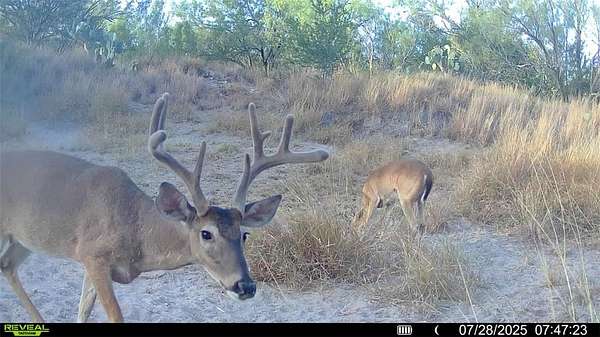 80 Acres of Recreational Land for Sale in Fowlerton, Texas