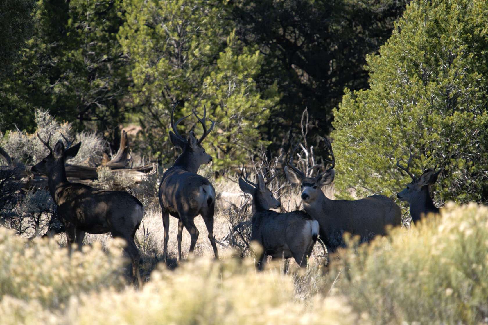 3,048 Acres of Recreational Land & Farm for Sale in Lindrith, New Mexico