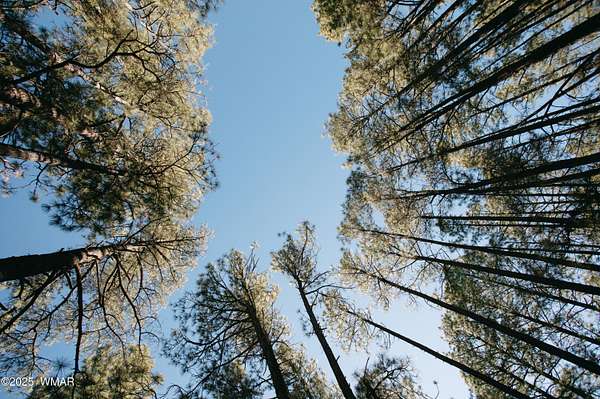 0.43 Acres of Residential Land for Sale in Pinedale, Arizona